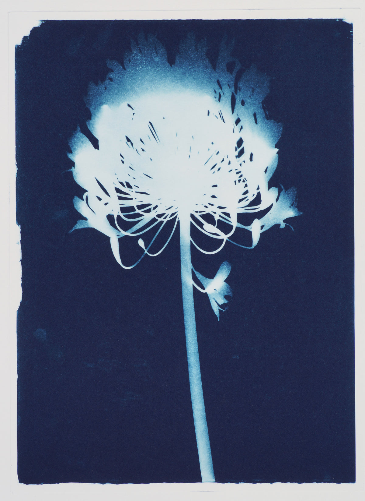 African Lily