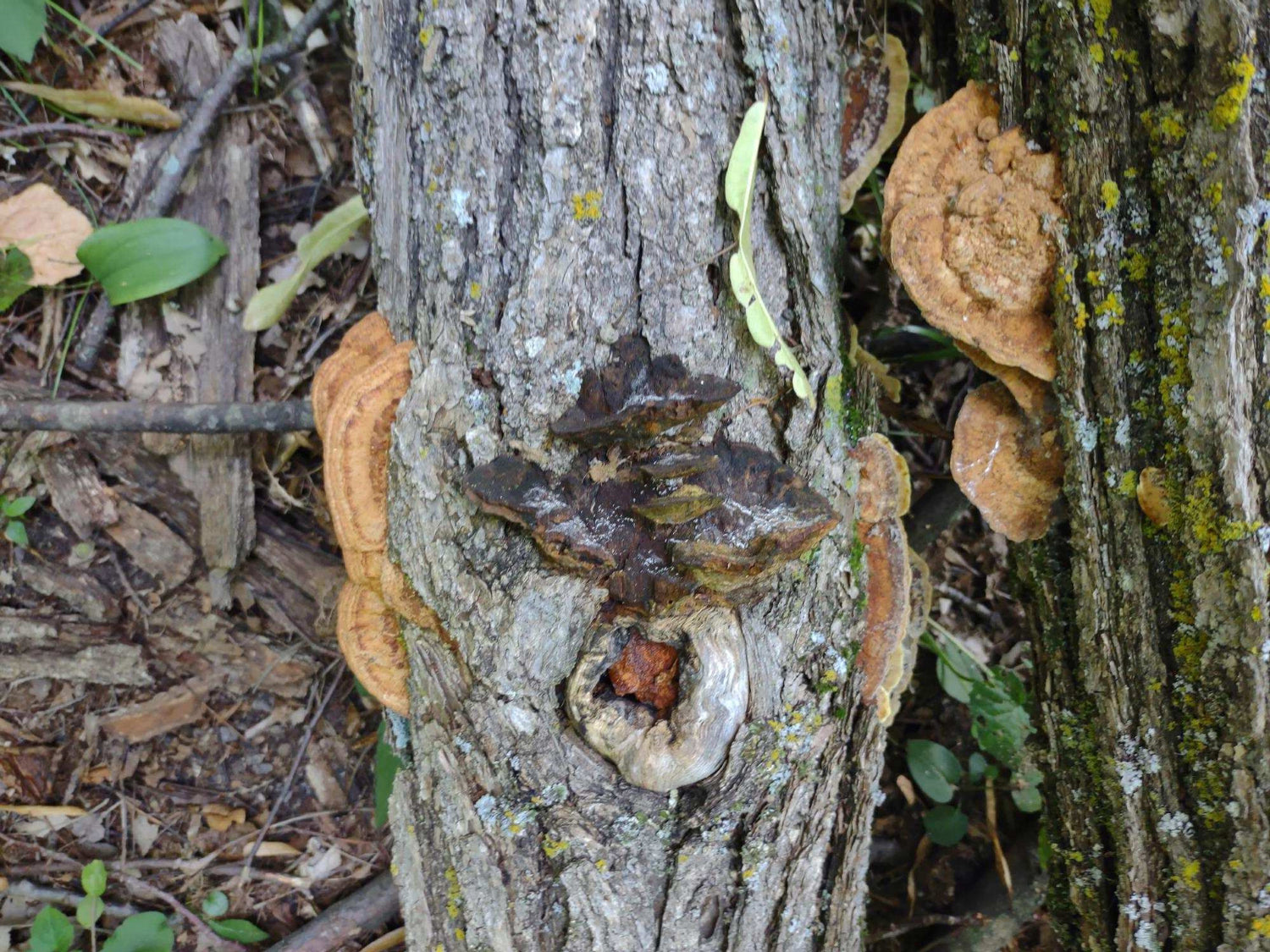 heart of tree fungi by linda louise rother